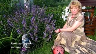ШАЛФЕЙ .  ВЫРАЩИВАНИЕ И УХОД ЛЕКАРСТВЕННЫЕ СВОЙСТВА