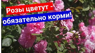 Роза - не только дочь навоза! Обязательно вносите минеральные удобрения для роз  летом.