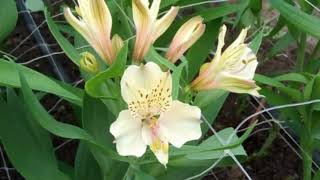 Альстромерия. Уход. Посадка.Полив.Alstroemeria.Care.Landing.Watering.