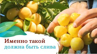 Слива «Завет» — именно такой должна быть настоящая слива!
