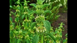 Шандра обыкновенная  Marrubium vulgare