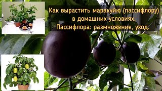 Как вырастить маракуйю (пассифлору) в домашних условиях. Пассифлора: размножение, уход.