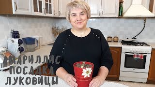 Посадка луковицы амариллиса. Мои цветы. Мой опыт.