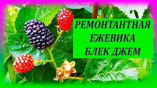 Новый ремонтантный сорт безшипой ежевики Блек Джем. Как выращивать ремонтантную ежевику.