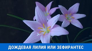 Дождевая лилия или зефирантес: уход в домашних условиях, нюансы выращивания растения
