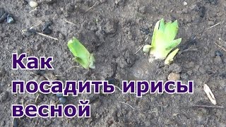 Как посадить ирисы весной в открытый грунт. Очень легко и просто!!!