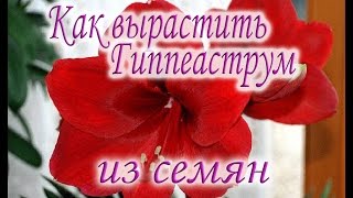 Гиппеаструм. Как вырастить гиппеаструм из семян. Пошаговое руководство. Гиппеаструм. Амариллис