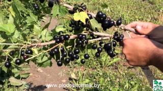 Смородина чёрная сорт Ядрёная