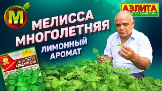 СЛАДКИЙ СОН – Мелисса с Лимонным Ароматом