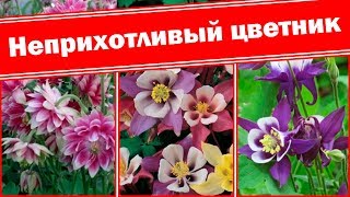 Аквилегия для Вас!!! Аквилегия гибридная. Выращиваем из семян
