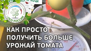 Выращивание индетерминантных сортов томата. Как приспускать главный стебель томатов.