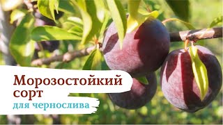 Уникальная слива «Уральский чернослив»