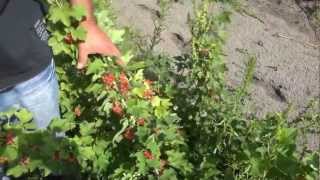 Смородина белая (розовая) сорт Прыгажуня