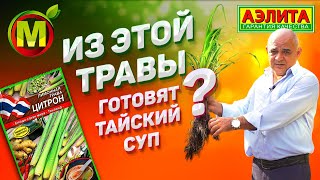 Лимонная Трава – Выращивание Лемонграсса. Из этой Травы Готовят Тайский суп