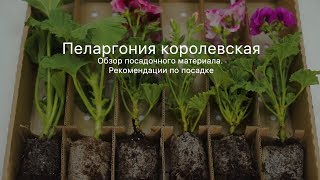 Пеларгония королевская. Описание. Посадка. Уход