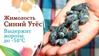 Жимолость Синий утёс