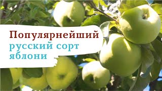 Ваша неповторимая Антоновка