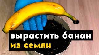 Как вырастить банан в домашних условиях из семян банана