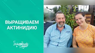 Ягодная  лиана Актинидия коломикта. Размножение и уход. Советы доктора б.н. Фурсова Н. П.
