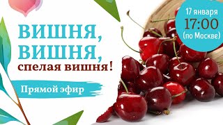Вишня,северная черешня и другие косточковые в прямом эфире с Александром Сидельниковым