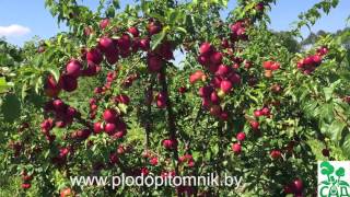 Алыча крупноплодная сорт Комета кубанская, плодоношение в 2015