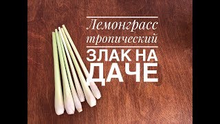 Цитронелла или Лемонграсс - тропический злак можно вырастить на своем участке.