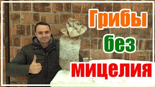 НЕВЕРОЯТНО,  ГРИБЫ В ПЛАСТИКОВОЙ БАКЛАЖКЕ БЕЗ МИЦЕЛИЯ!