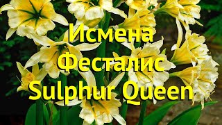 Исмена фесталис Сульфур Квин. Краткий обзор, описание характеристик ismene festalis Sulphur Queen