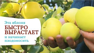 Яблоня «Дачная». Посадите этот сорт и наслаждайтесь вкусными яблоками очень быстро