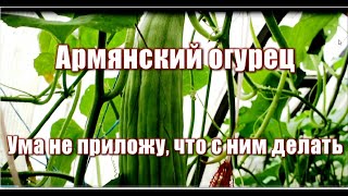 392_Армянский огурец. Ума не приложу, что с ним делать…