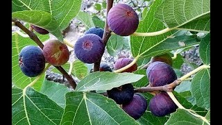 Выращивание инжира в суровом климате