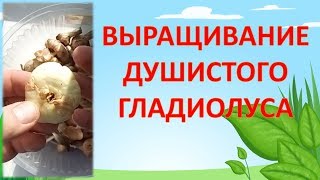КАК ВЫРАЩИВАТЬ ДУШИСТЫЙ ГЛАДИОЛУС - АЦИДАНТЕРУ. Цветоводство в саду.