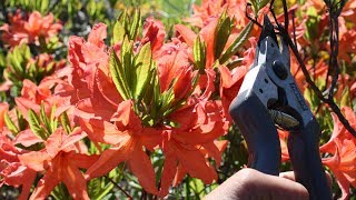 Как обрезать рододендроны (садовые азалии)