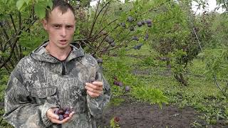 Слива "Синильга"