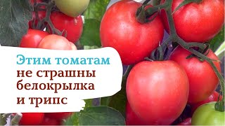 Томат «Пинк хайп». Самый близкий к идеалу
