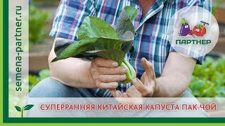 Суперранняя китайская капуста Пак-Чой !