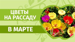Посев цветов на рассаду в марте. Сеем любимые семена: портулак,алиссум, львиный зев, целозия