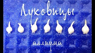 Луковицы АЛЛИУМА Выращиваем ДЕКОРАТИВНЫЙ ЛУК из семян