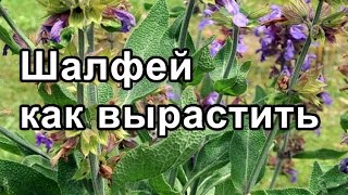 Шалфей - как вырастить. Посадка и пикировка рассады шалфея