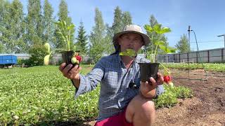 Очень сладкая, крупная и ранняя земляника (клубника) АЗИЯ