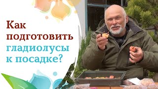 Как подготовить гладиолусы к посадке?