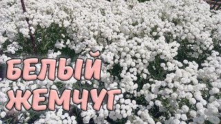 Тысячелистник птармика "Белый жемчуг" (жемчужница)