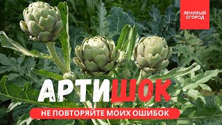 АРТИШОК выращивание и уход | Деликатес который может вырастить каждый | Артишок на своем участке