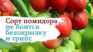 Помидор Пинк Хайп -  белокрылка не пройдет