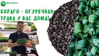 Огуречная трава - Бораго. Как вырастить микрозелень дома?