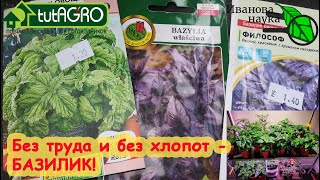 СЕЙТЕ БАЗИЛИК ПРАВИЛЬНО! СЕЙТЕ ЕГО МНОГО! БЕЗ ЗАМОРОЧЕК, НО С ОДНИМ ЛАЙФХАКОМ! ПРОВЕРЕНО ГОДАМИ!