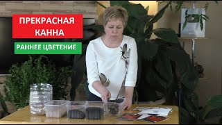 СЕЗОН 2020: ПРЕКРАСНАЯ КАННА - добиваемся раннего цветения!