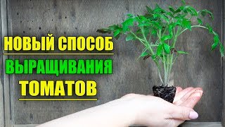 НОВЫЙ БУКЕТНЫЙ СПОСОБ ВЫРАЩИВАНИЯ ТОМАТОВ!