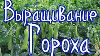 Выращивание гороха (самый лучший способ реанимировать почву)