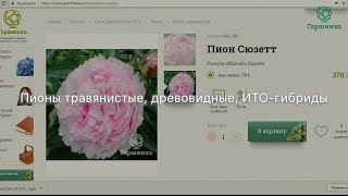 Классификация пионов